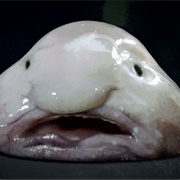 Blob Fish