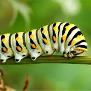 See a Caterpillar Turn Into a Butterfly