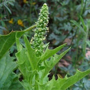 California Goosefoot (Blitum Californicum)