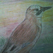 Brown Jay Meagan Scribner