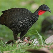 Cauca Guan