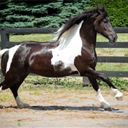 Friesian Sport Horse