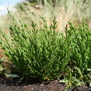 Common Glasswort (Salicornia Europaea)