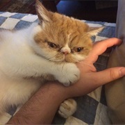 Get a Cat Out From Under the Bed