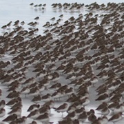 Willapa National Wildlife Refuge