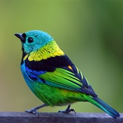 Green Headed Tanager