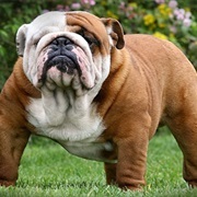 British Bulldog