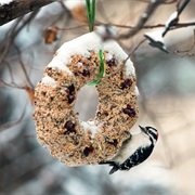 Feed the Birds in Winter