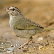 Olive Sparrow