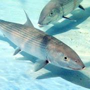 Bonefish