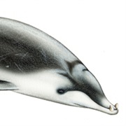 Hector&#39;s Beaked Whale