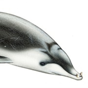 Hector's Beaked Whale
