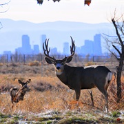 Rocky Mountain Arsenal National Wildlife Refuge