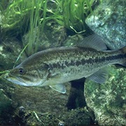 Largemouth Bass