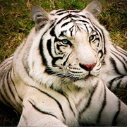 White Tiger