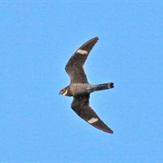 Common Nighthawk