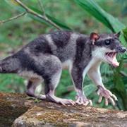 Water Opossum