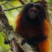 Superagui Lion Tamarin