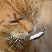 Cut Artificial Sweeteners