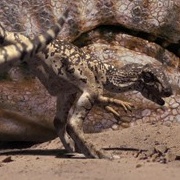 Baby Allosaurus