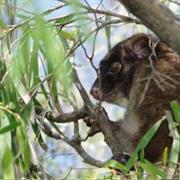 Yelverton National Park (WA)