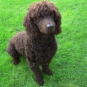 Irish Waterspaniel