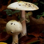 Wood Mushroom (Agaricus Silvicola)