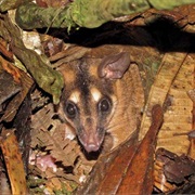 Brown Four-Eyed Opossum