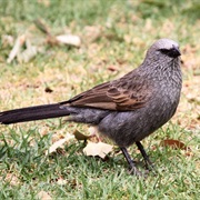 Apostlebird