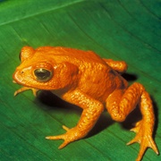 Golden Toad