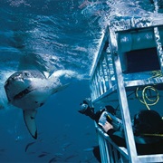 Great White Shark Cage Diving in South Africa