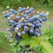Oregon Grape