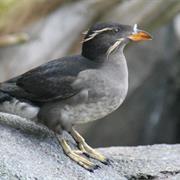 Rhinocerous Auklet