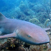 Nurse Shark