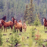 See a Herd of Wild Mustang (AB)