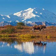 Denali National Park, Alaska