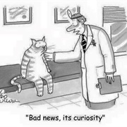 Curiosity Killed the Cat