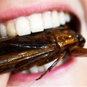 Eat Insects