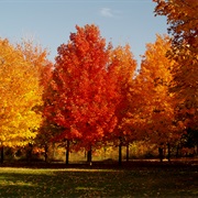 Sugarbush Farm Maple & Cheese Farm