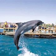 Swimming With Dolphins in Eilat