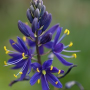 Great Camas (Camassia Leichtlinii)