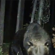 Albawitch, Pennsylvania