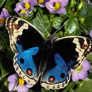 Visit the Butterfly Garden in Mindo