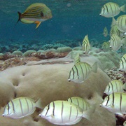 Kingman Reef National Wildlife Refuge