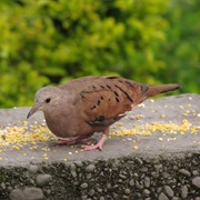 Ruddy Ground-Dove (Columbina Talpacoti)
