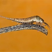 Jumping Bristletail