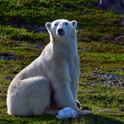 Visit the Torngats, Canada