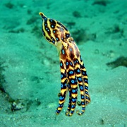 Blue Ring Octopus