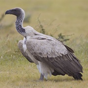 White-Backed Vulture