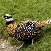 Reeves's Pheasant